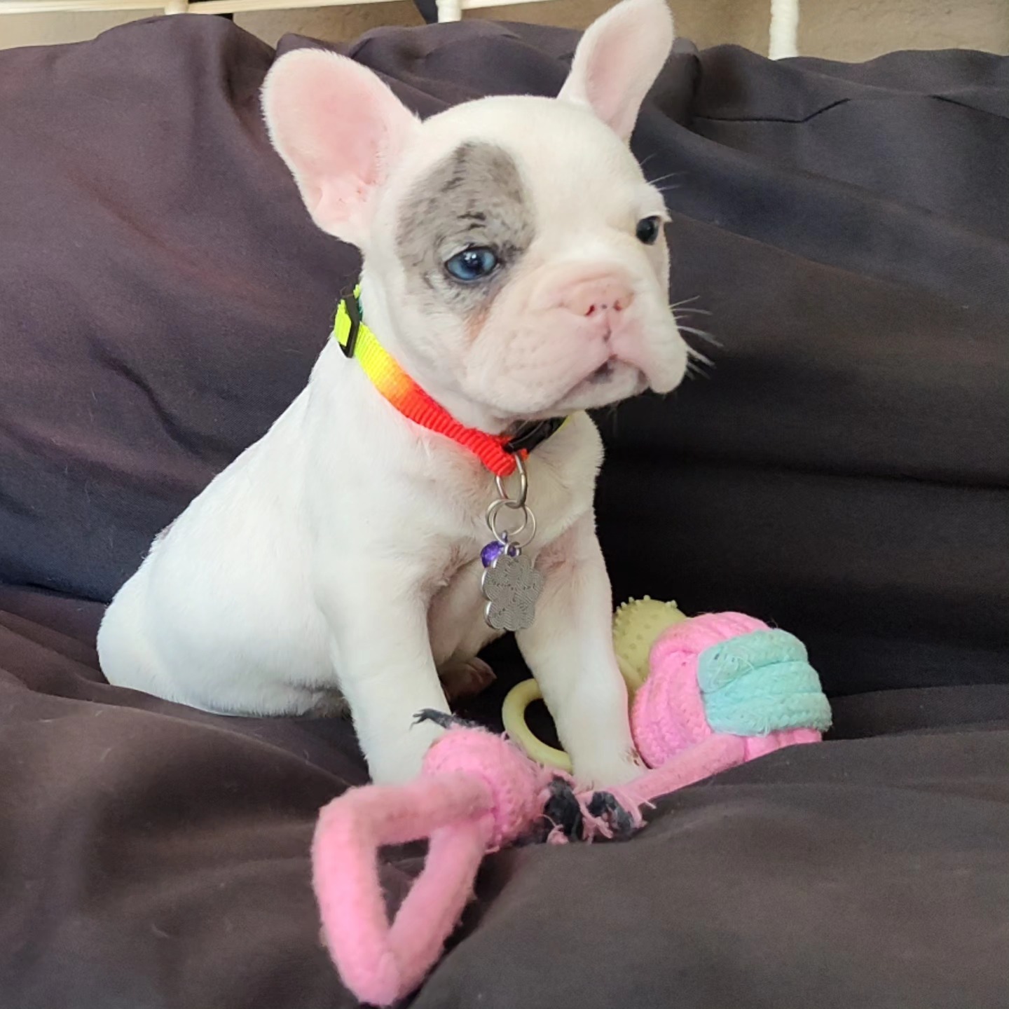 Perro 1