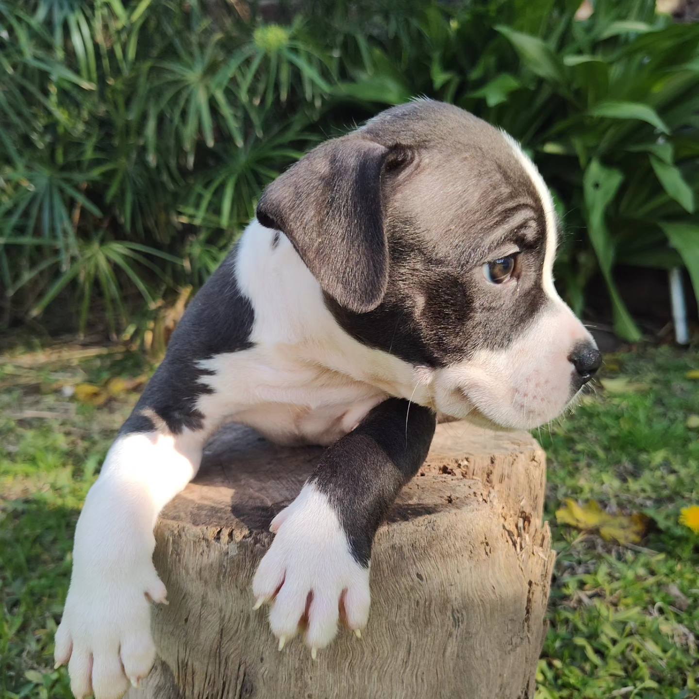 Perro 2
