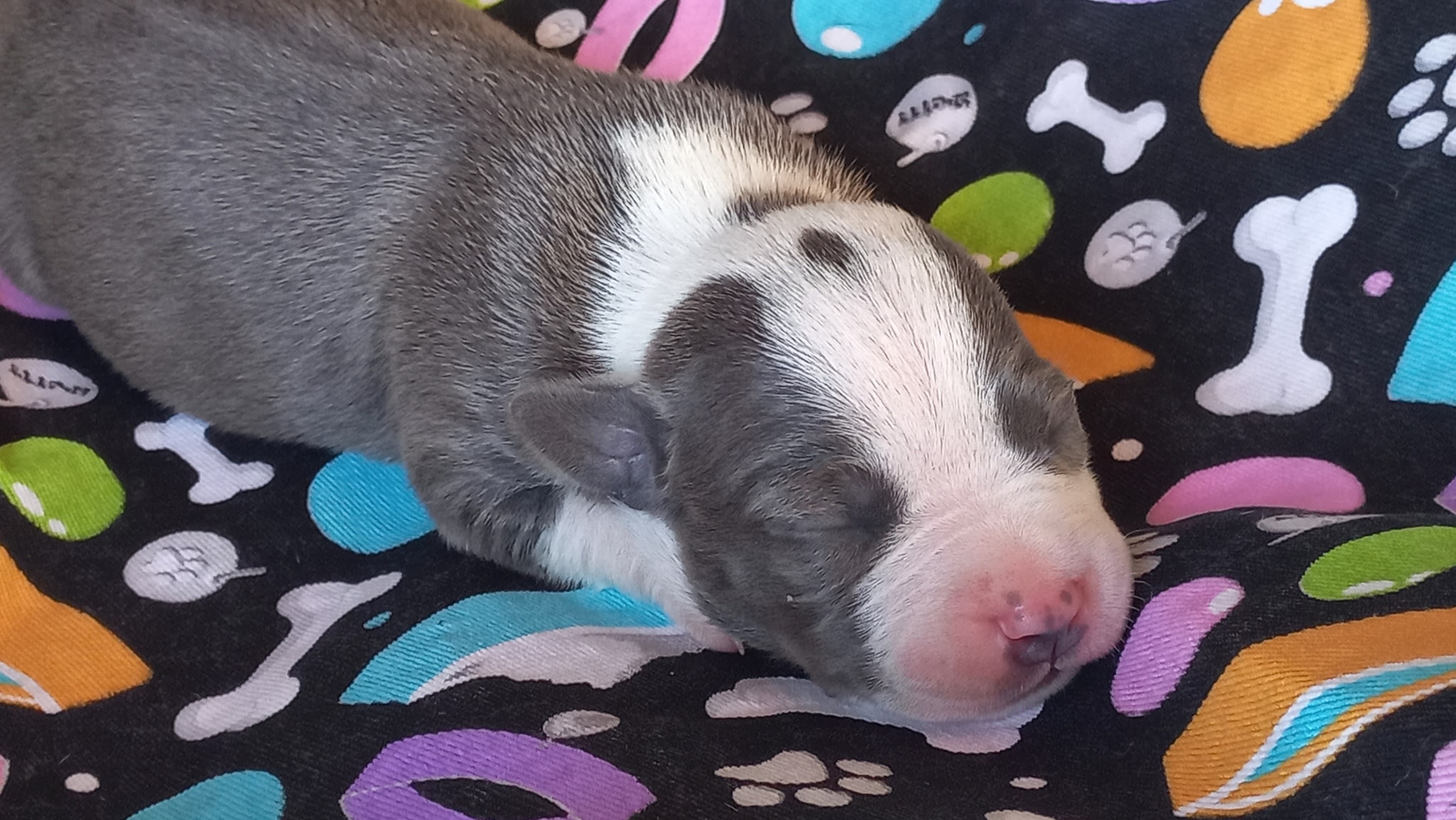 Perro3