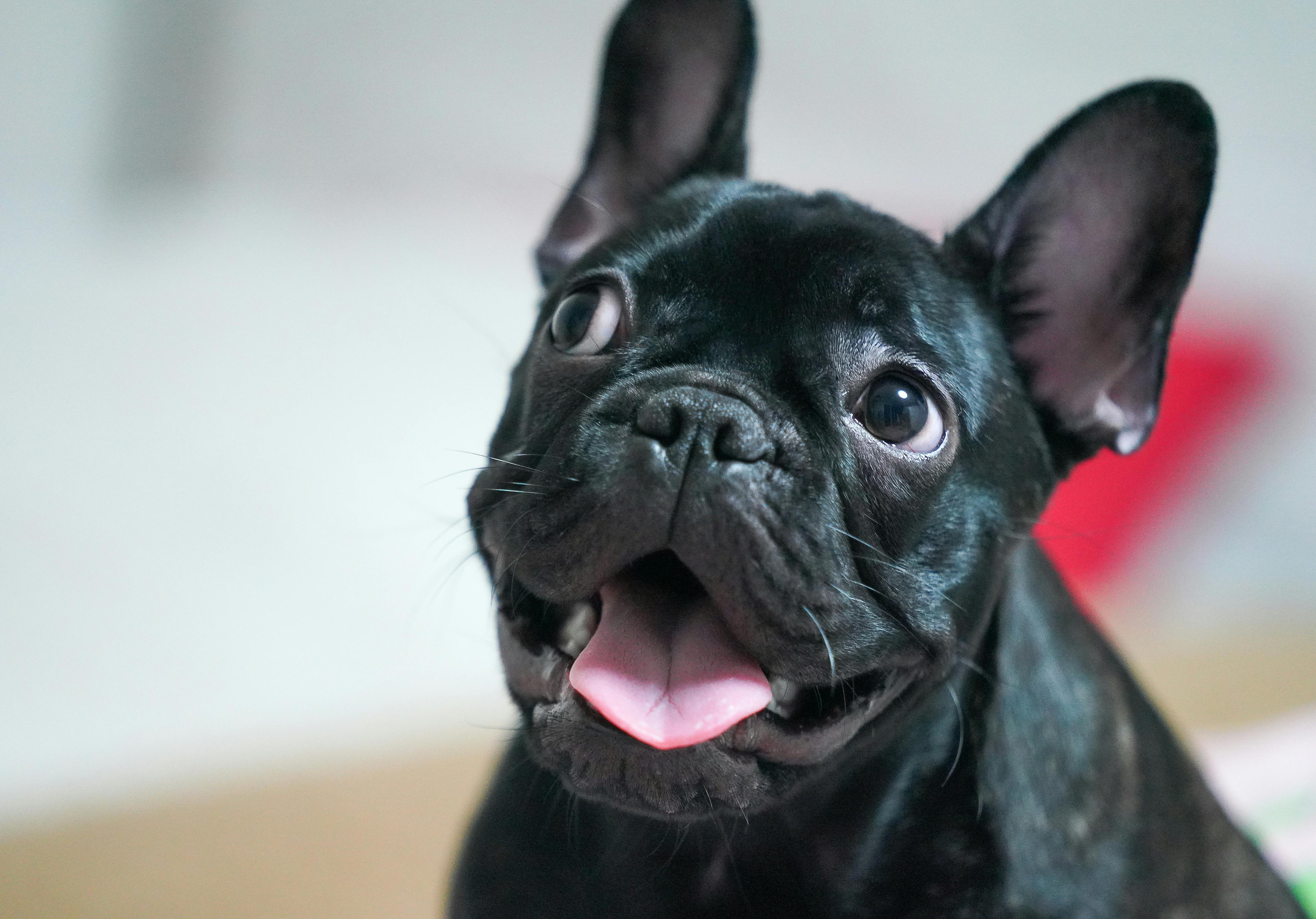 Perro4