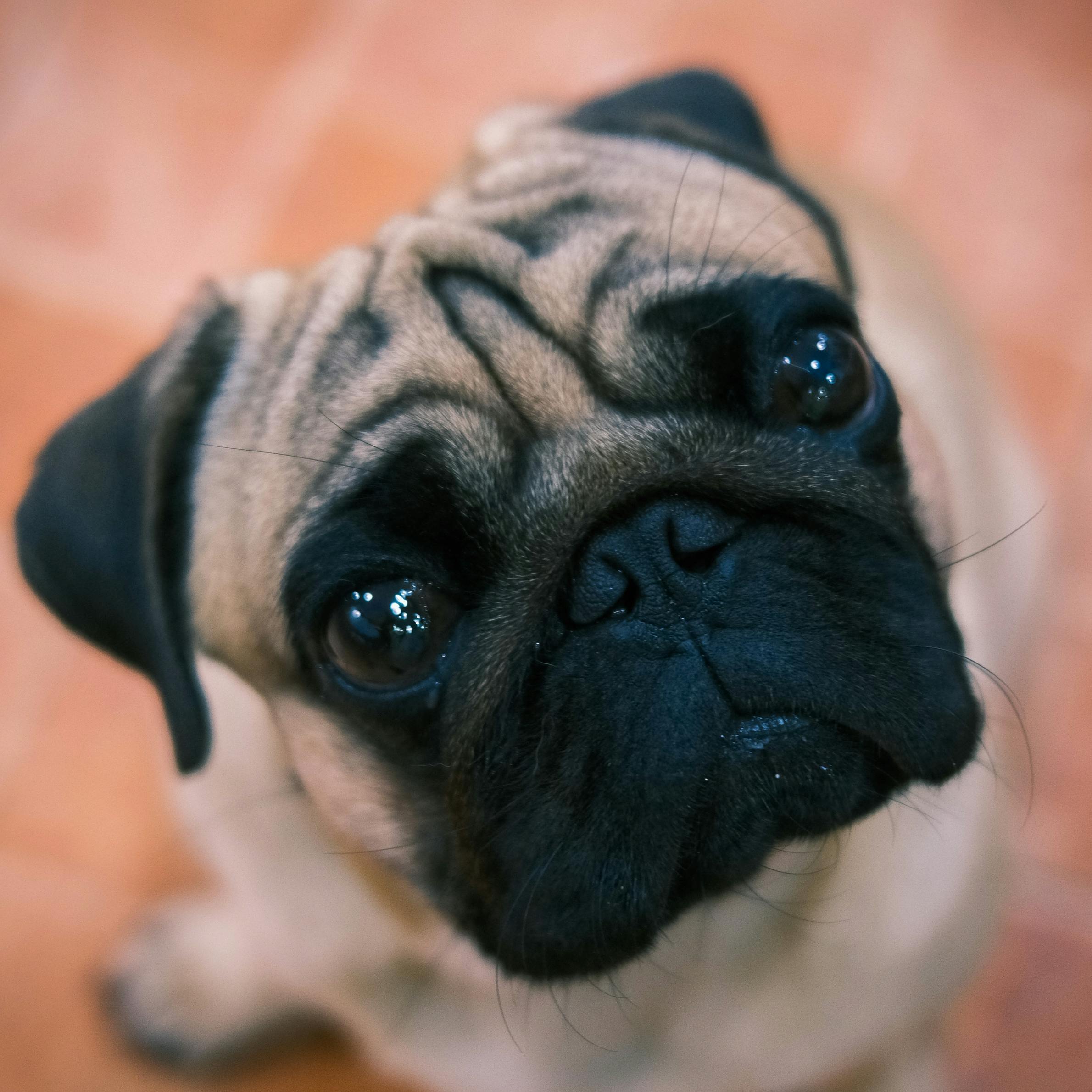 Perro4
